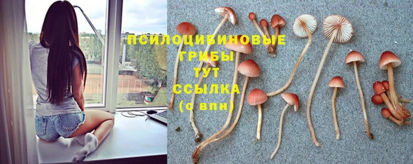 прущие грибы Аркадак